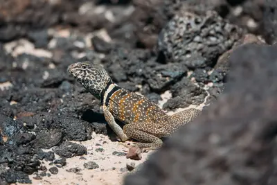 Crotaphytus bicinctores 120002983