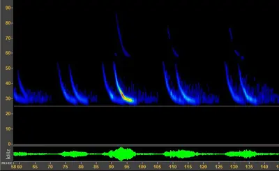 Lasionycteris noctivagans 155541849
