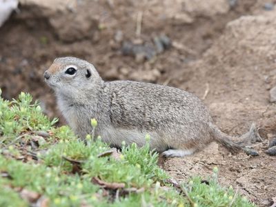 Urocitellus canus