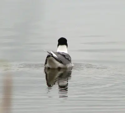 Leucophaeus pipixcan, Lac La Biche County, Alberta