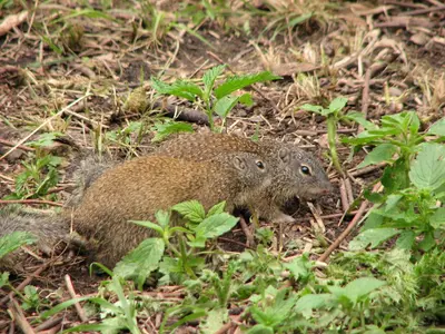 Poliocitellus franklinii Alberta, Canada