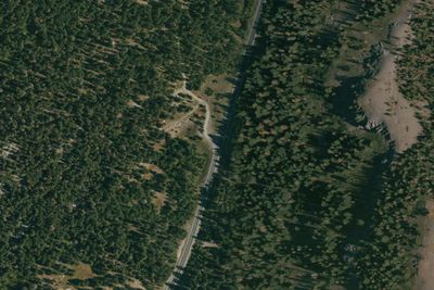 Lodgepole Overflow