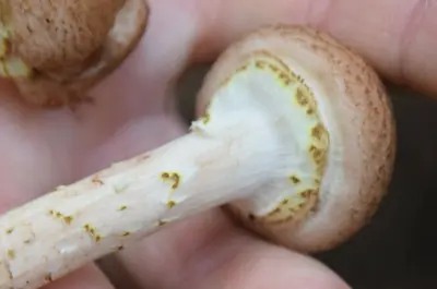 Armillaria sinapina 321117737