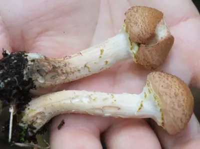 Armillaria sinapina 321117728