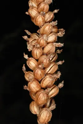 Goodyera pubescens1