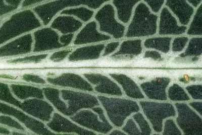 Goodyera pubescens4