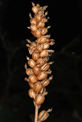 Goodyera pubescens2