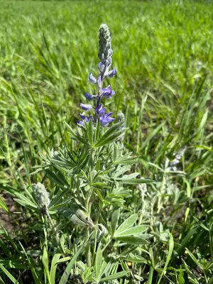 Lupine, Helena-Lewis and Clark National Forest (52960494506)