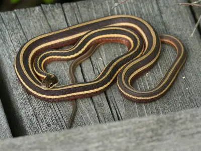 Thamnophis saurita ssp. septentrionalis