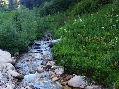 A stream running past greenery and wildflowers.