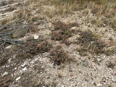 Grusonia schottii 16
