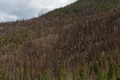 Inside the Fern Lake burn zone (9762901404)