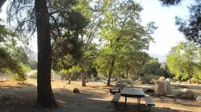 Live Oak