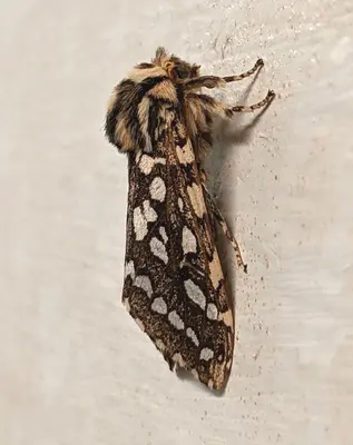 Lophocampa argentata - Seitenansicht 151441483