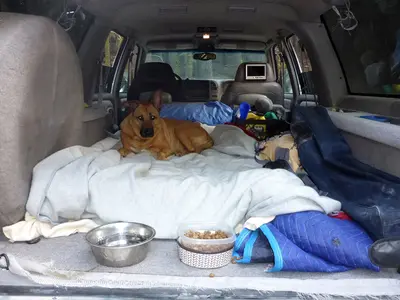Camp dog in her natural habitat (30419207328)