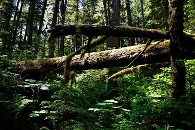 Hiking Bella Coola (3685726689)
