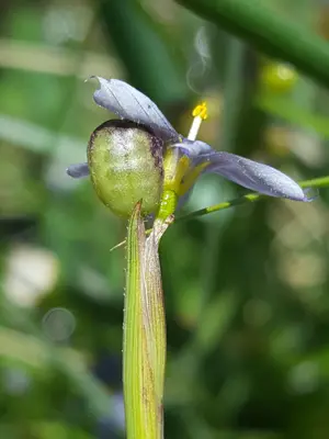 Sisyrinchium demissum 19536553