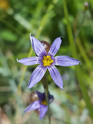 Sisyrinchium demissum 19536548