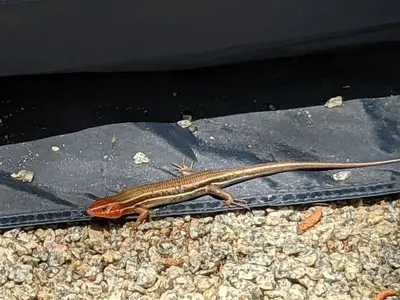 Plestiodon inexpectatus 127766053