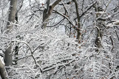 2011 snow february3 (5430268813)