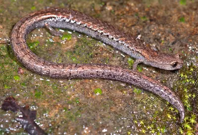 Batrachoseps nigriventris (Black-bellied Slender Salamander) - 5586323894