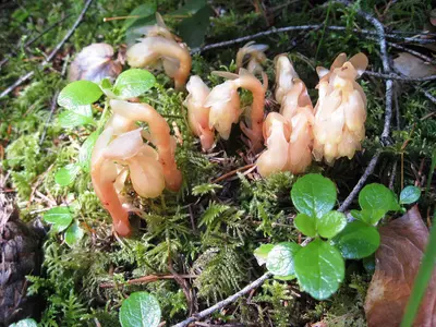 Flickr - brewbooks - Monotropa hypopitys (Pinesap) emerging