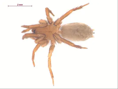 Cicurina intermedia f1