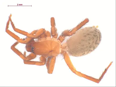 Cicurina intermedia f2