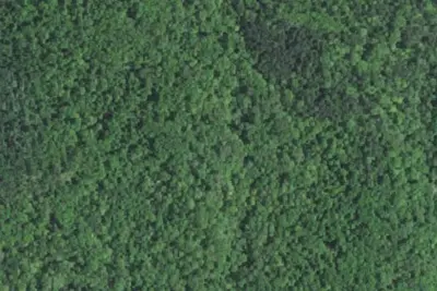 Ferguson Campsite