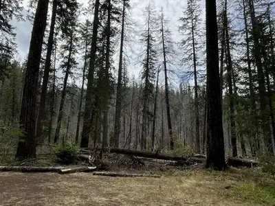 Beautiful trees