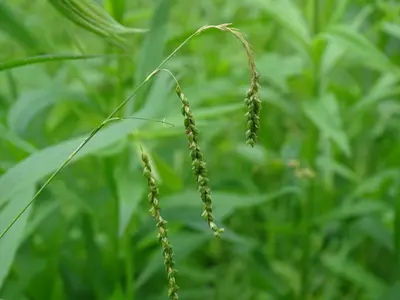 Carex gracillima 42046010