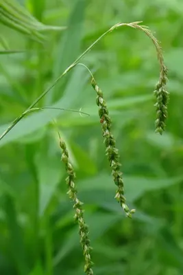 Carex gracillima 42046010 (2x3)