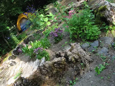 Old Growth Stump Garden - panoramio