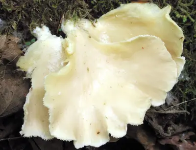 Saintly Mushroom - panoramio