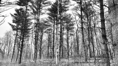Grove of native white pines - 51187540732