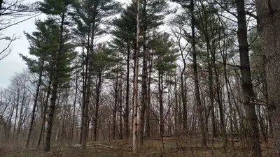 Grove of native white pines