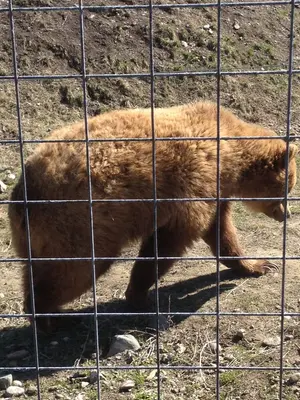 British Columbia Wildlife Park 1