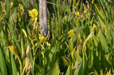 Canna flaccida 72538872