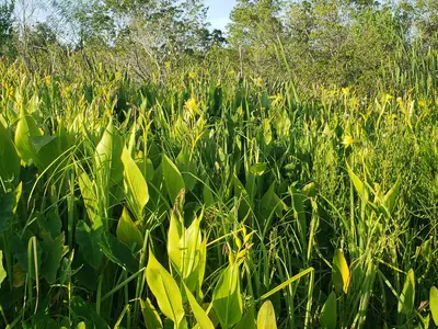 Canna flaccida 72538935