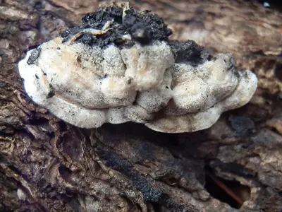 Byssomerulius corium 26715741