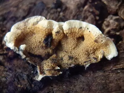 Byssomerulius corium 26715744