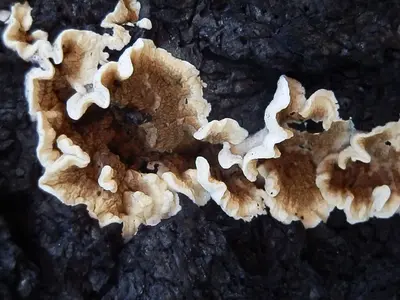 Byssomerulius corium 26715737