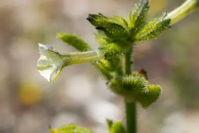 Nicotiana clevelandii 361200648