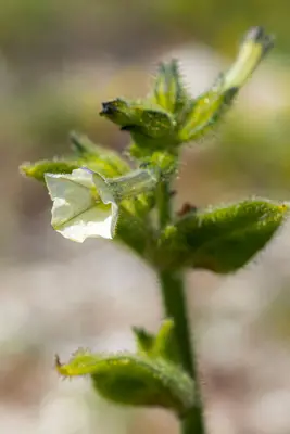 Nicotiana clevelandii 361200643