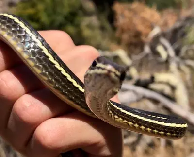Striped racer snake (45624146301)
