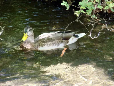 Duck, Bonneville Dam, OR 2006 (6323735708)