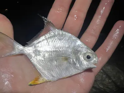 Trachinotus falcatus 345292099