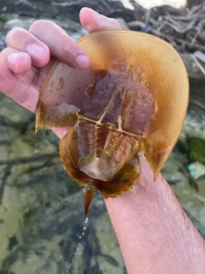 Limulus polyphemus 455375951
