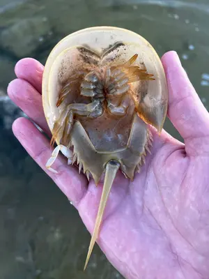 Limulus polyphemus 455375999