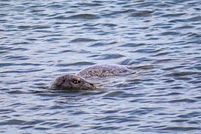 Seals at Seal Rock Campground, Olympic National Forest (23926378172)